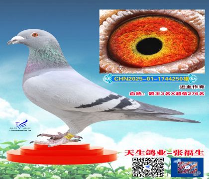 ����������Ѫֱ��