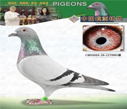 ����499XС�ھ�239�ƽ����