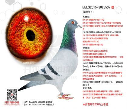 2����-3028537