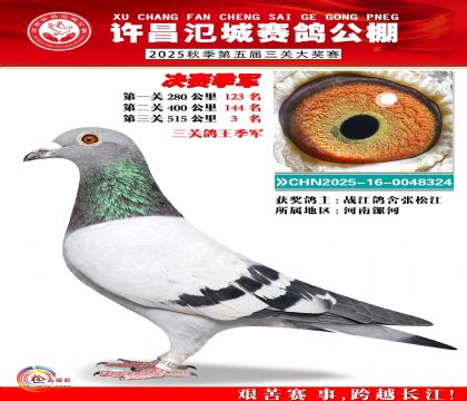 河南氾城决赛季军(三关鸽王季军)