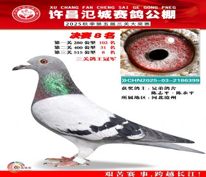 河南氾城决赛8名(三关鸽王冠军)