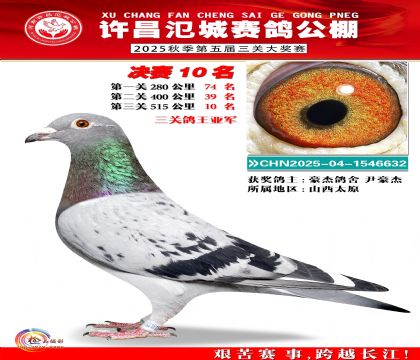 河南氾城决赛10名(三关鸽王亚军)