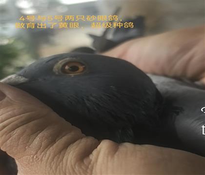 ���������۾����Ӵ�