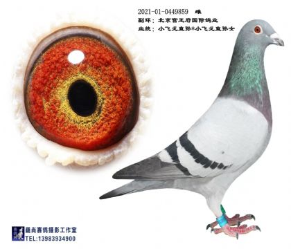 ������������С�ɸ����859