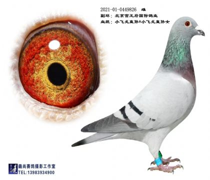 ������������С�ɸ����826