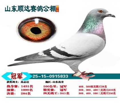 ˳�ﾫӢ���ھ�