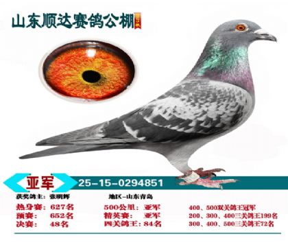 ˳�ﾫӢ���Ǿ�