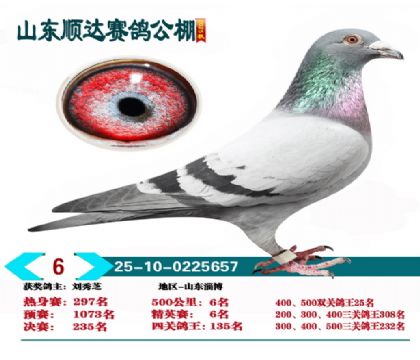 ˳�ﾫӢ��6��