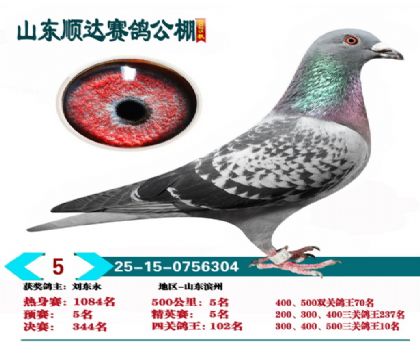 ˳�ﾫӢ��5��