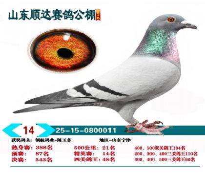 ˳�ﾫӢ��14��