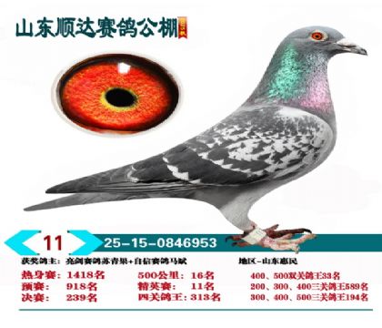 ˳�ﾫӢ��11��