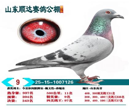 ˳�ﾫӢ��9��