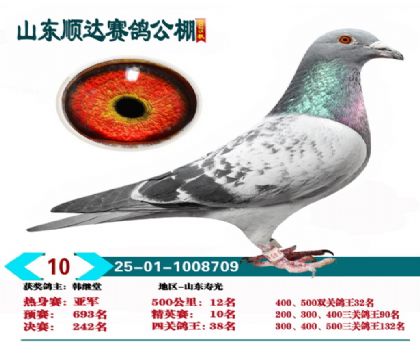 ˳�ﾫӢ��10��