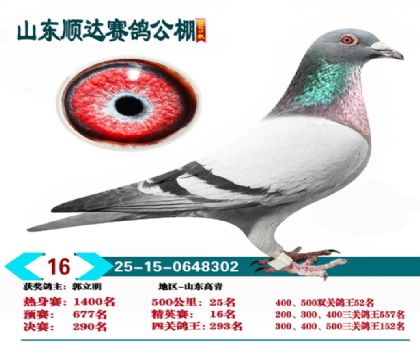 ˳�ﾫӢ��16��