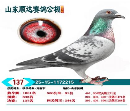 ˳�����137��