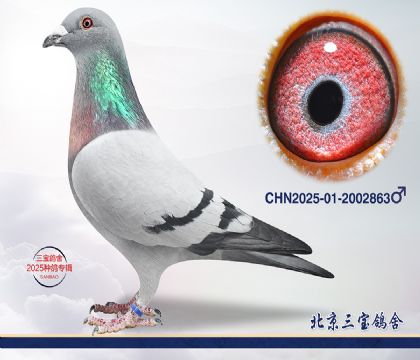 12.����Ѫϵ.2002863