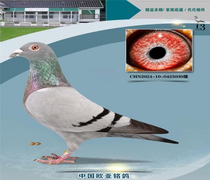 �Ǳ�ԭ��³��ֱ��030X�������ֱŮ398