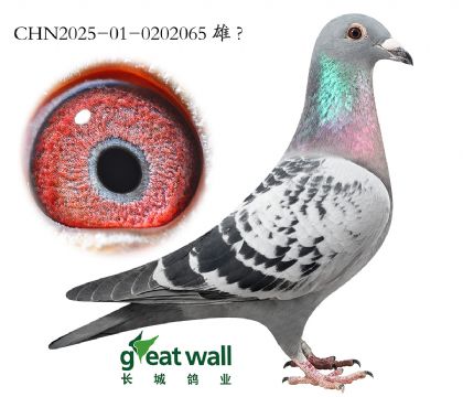 17.ͼ��˹������Ѫ.0202065