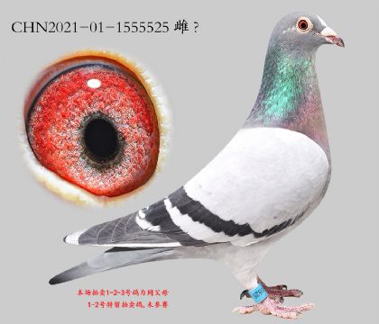 1.³��˫�ؼ���ƽ��.1555525