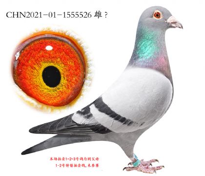 2.³��˫�ؼ���ƽ��.1555526