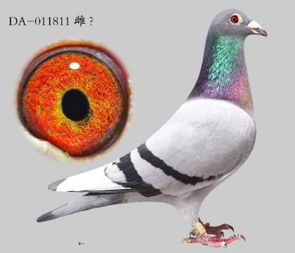 4.³��Ѫϵ.011811