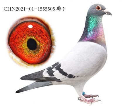 5.³��Ѫϵ.1555505