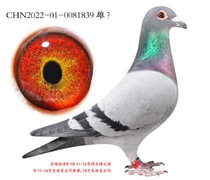 10.³���Ǿ�ȫ��.0081839