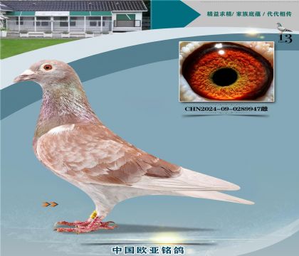 �Ͽ�.���ǲ���Ѫͳ���ض�233X260�������