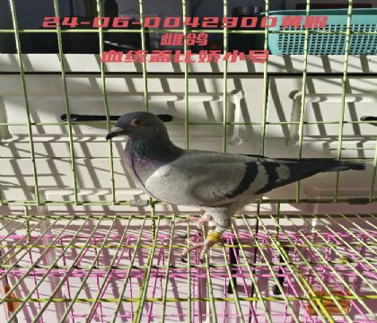 �ǱȽ�С�Ż�Ѫ���۴Ƹ�