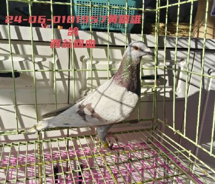 ���̻�Ѫ��25������׵�24�껷��������