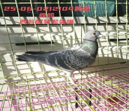 ������ȸ������С����