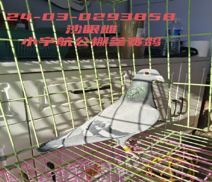 �������С������鳲��