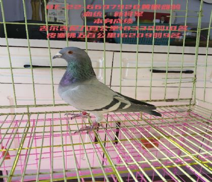 ����ʱƤ������ٹ���16209��9��