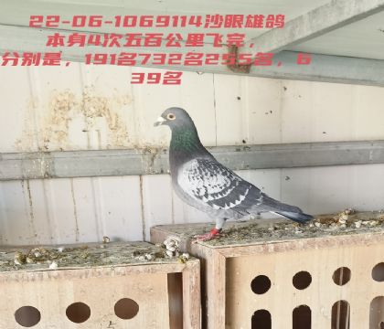 ������ٹ鳲