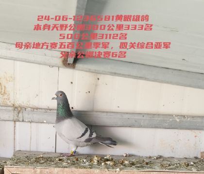 ��Ұ�������ٹ���333�������鳲