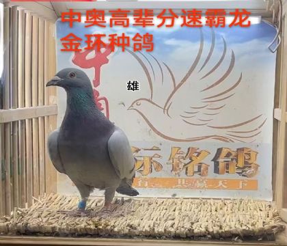 �а¸߱����ٰ��������ָ�