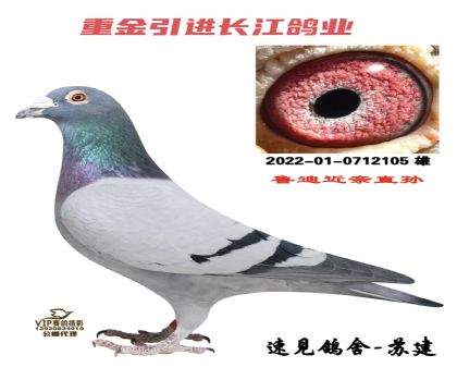 ������ҵ��³�Ͻ���ֱ��