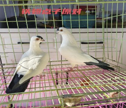 �������һ��ԭ��