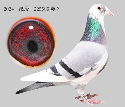 1.��ʱ��911���ؽ�Ѫ.225585