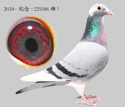 2.��ʱ��911���ؽ�Ѫ.225586