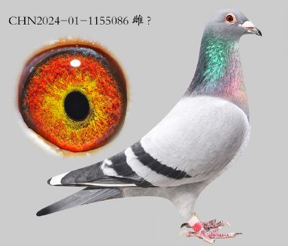 3.��ʱ��911���ؽ�Ѫ.1155086