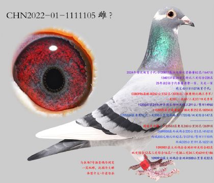 8.����ھ�ֱŮ.1111105