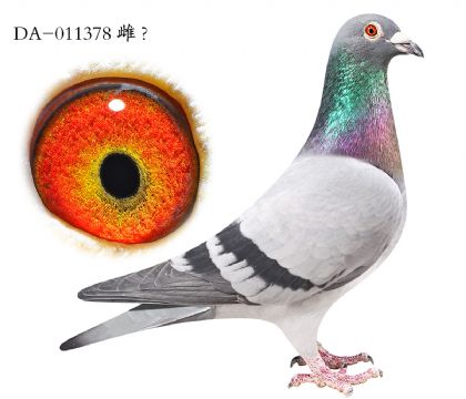 9.��ʱ��911��Ѫ.011378