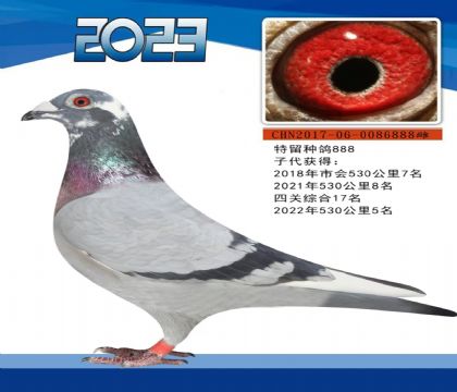 ĸ��һ����ĸ888��Ѫͳ������