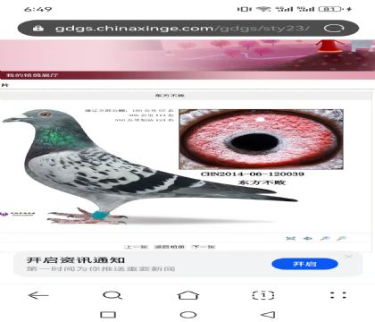 ������Ƭ����