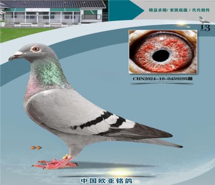 �Ǳ�ԭ��³��ֱ��151X³��ֱŮ188����