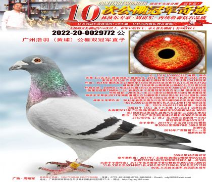 ���ݺ��𣨻��ң�����˫�ھ�ֱ��