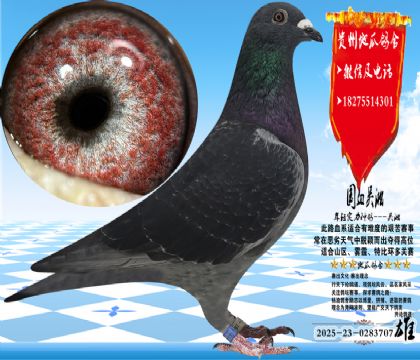 ��Ѫ�������һ��ۣ������ָ�һ��