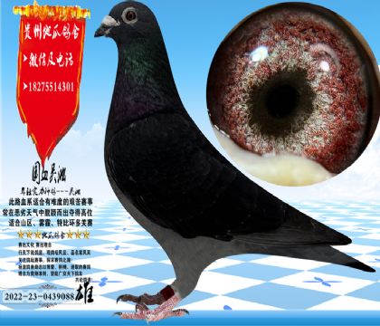 ��Ѫ�������ִ�������һ��ۣ���������ֱ��