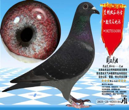 ��Ѫ�������һ��ƣ���������